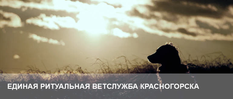 Усыпление и кремация животных в Красногорске